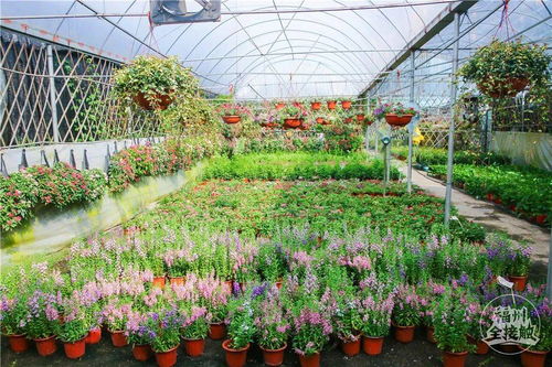 探寻沈阳紫罗兰的足迹