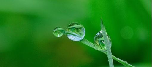 稗草种子：竹子的“假想敌”