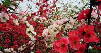 红梅和腊梅有什么不同之处？它们的生长习性、花色和香气有何区别