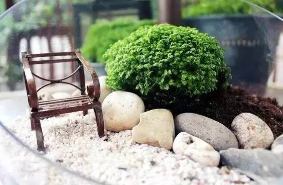 翠云草：迷你小森林的创造者