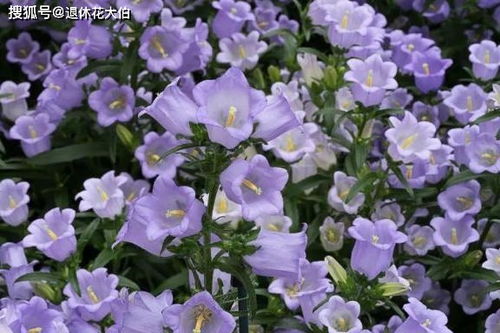 草本花卉种子不发芽的烦恼，我来帮你解决！