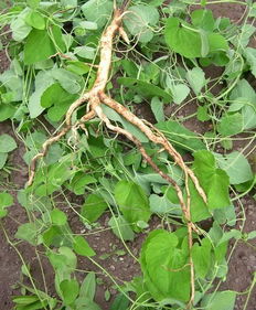 新手种植党参如何避免催芽失败？