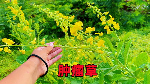 水边的黄花， 好堪却难辨