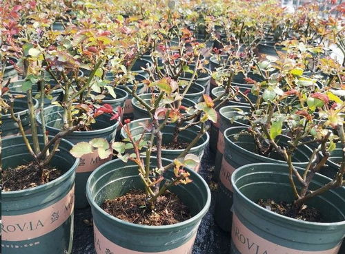 病害爆发， 修剪是关键