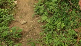 野花组合， 成本低，好养活