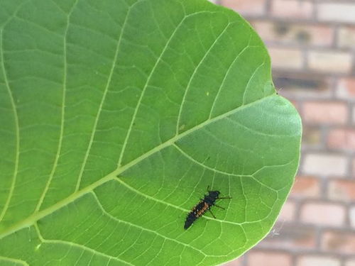 蜈蚣：吡虫啉的对手吗？