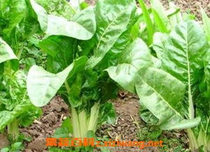 牛皮菜：营养丰富，鸡Zui爱