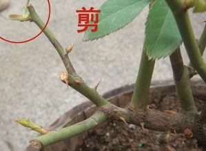 月季花冬天是否需要剪枝？