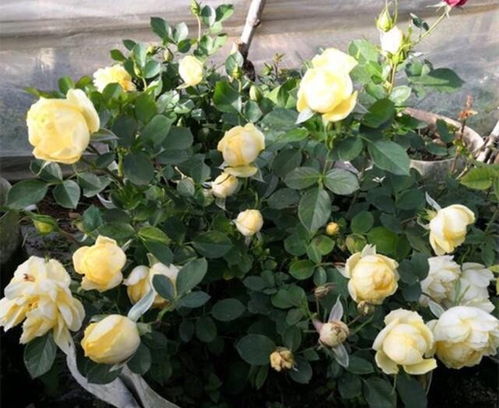 月季用什么肥比较好？