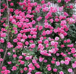 秋季牵引的注意事项