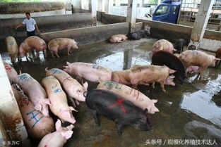 最近中国实施生猪价格调控措施，生猪价格会因此上涨吗？