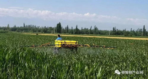 不同作物，不一边间