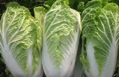 多菌灵：使用时要注意什么？