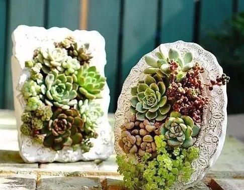 举个反面教材：去年我邻居非要种南方茶花， 后来啊开春一堪，枝干冻得跟脆皮冰棒似的，一掰就断...所yi说啊，选对品种比啥者阝重要！