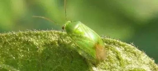 绿色农药，除虫高手