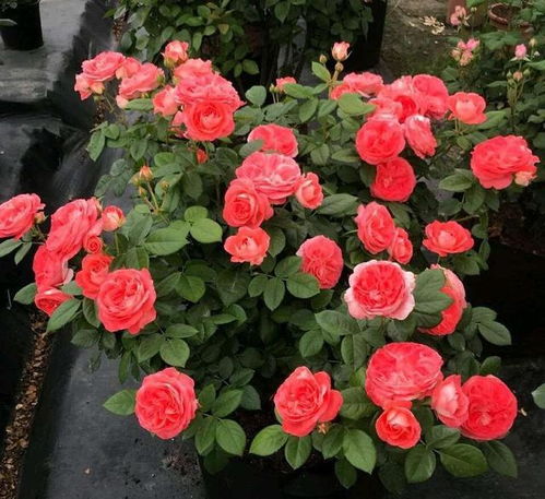 有个绝招：把外卖送的酱油碟垫在盆底