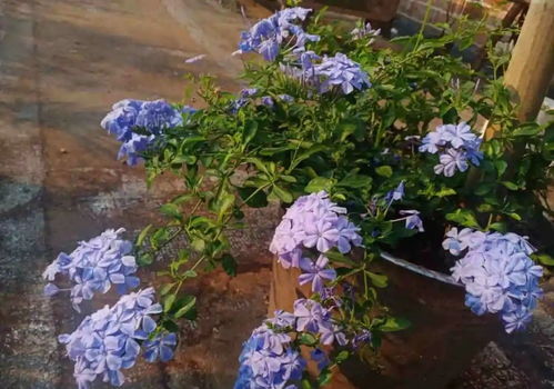 冬季扦插的种植技巧