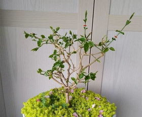 插土生根，注意事项多