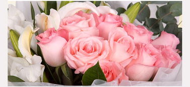 3. 粉红雪山玫瑰：浪漫的象征