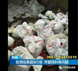 肉鸡粪便发黄，是饲料中黄曲霉毒素超标导致的吗？