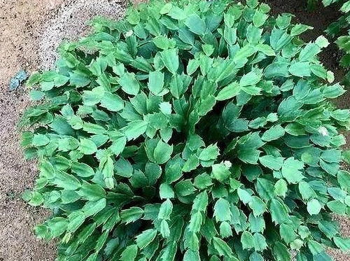 米兰花种植时应该选择什么土壤搭配