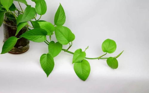 碧光环，多年生草本植物