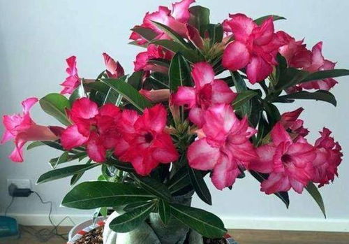 先说说 咱们得给它洗个澡，唤醒它的小灵魂