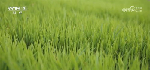 北京地区草坪草种存活率大揭秘