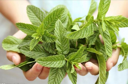 多菌灵能不能防治薄荷叶子病虫害？