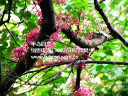 中文俗名：贴近生活的语言