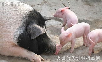 自制高免血清攻克断乳仔猪水肿难题