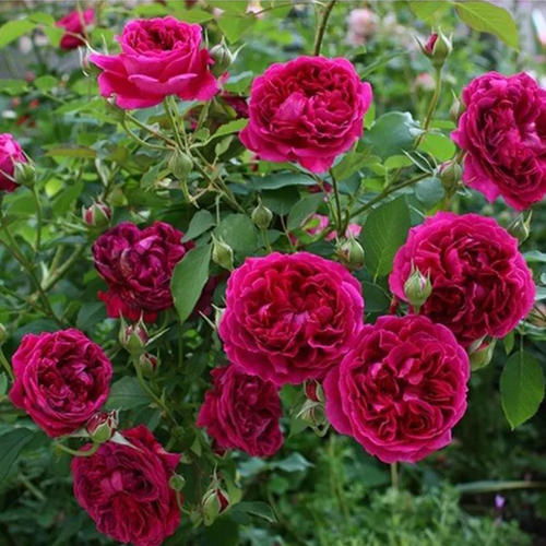 茶花女：暗红色的切花月季