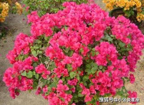 茶梅+八角金盘组合抗冻又省养护费