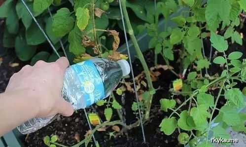 块茎类和根茎类：胡萝卜、 芜菁的盛宴