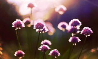 绿意盎然中的温情小聚