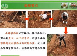 油茶种子如何种植？请详细讲解油茶种植栽培技术步骤