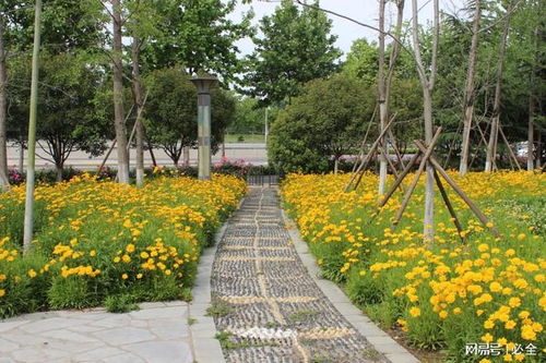 白皮松， 观赏价值高