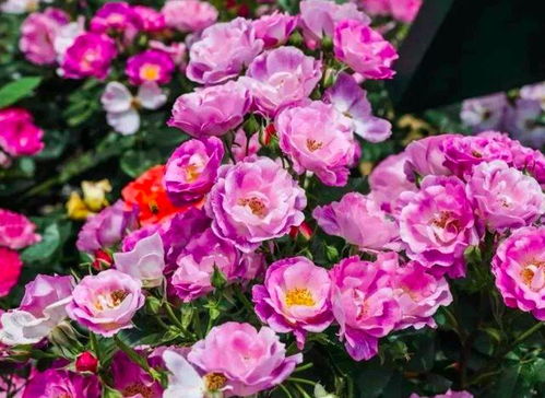 巴比伦眼睛月季：花中的神秘使者