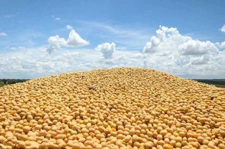 豆粕和稻谷混合喂鸡营养均衡吗？豆粕直接喂鸡安全吗？