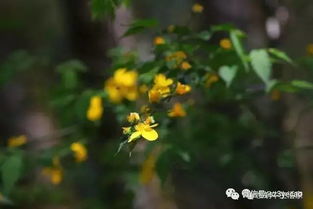 棣棠花瓣如丝绒般柔软，它藏匿着什么秘密