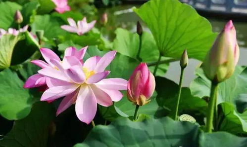 水培荷花的注意事项