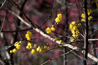 腊梅的奥秘：水非红色之谜
