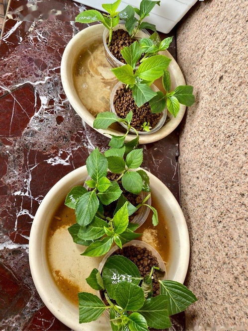 绣球花，秋天扦插的秘密武器