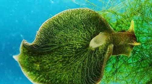 水绵是一种藻类植物？它究竟有何独特之处