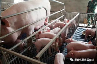 猪舍温度适宜，母猪产程过长或因体质、营养等因素