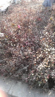 马路边上的花朵世界