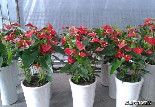 月季花开，哪个梗美？伊芙芳香喷泉与伊芙封丹大PK