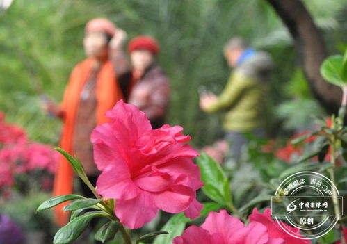 2. 草儿绿油油，随风轻轻摇