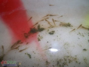 泥鳅鳃霉病是泥鳅养殖过程中常见的疾病