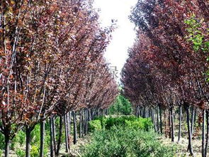 红叶李与紫叶李的区分